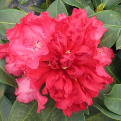 Rhododendron red, Markeeta's Prize